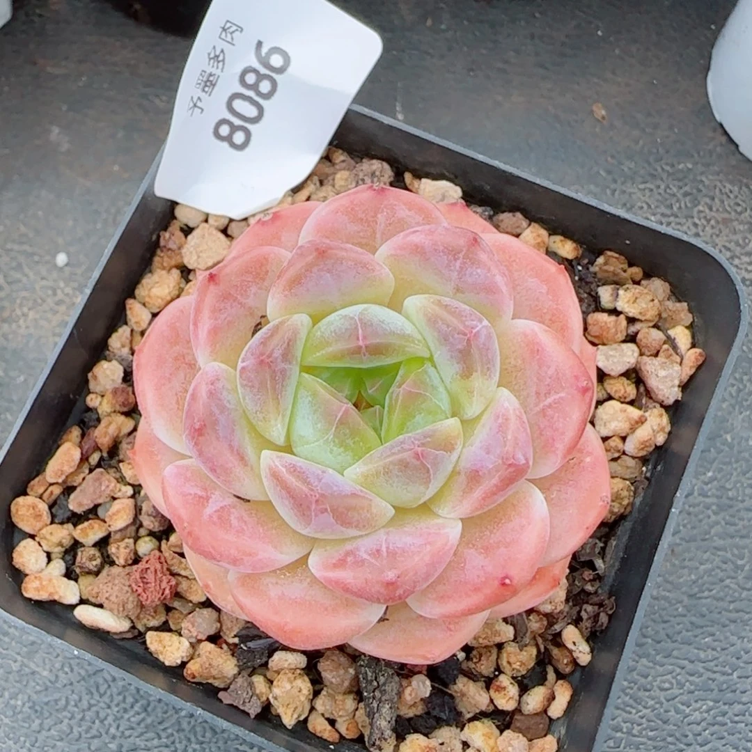 渐变色，冰魄8086多肉植物