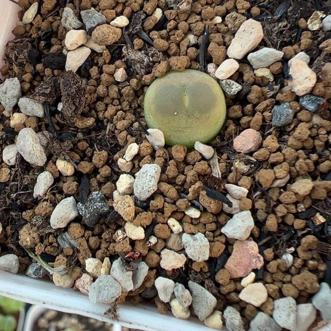 579拉登带盆土发货