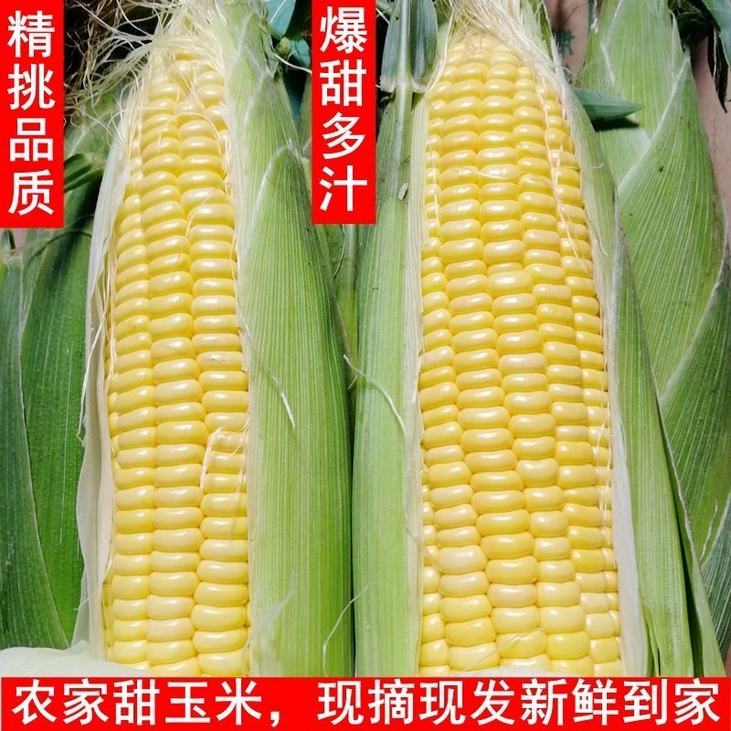 水果甜玉米可烤可生吃煲汤鲜甜饱满多汁非转基因露天种植营养美味