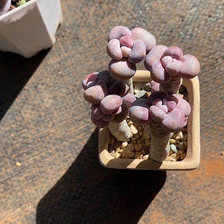 风***柔估计咯几口咯咯噢噢噢噢
