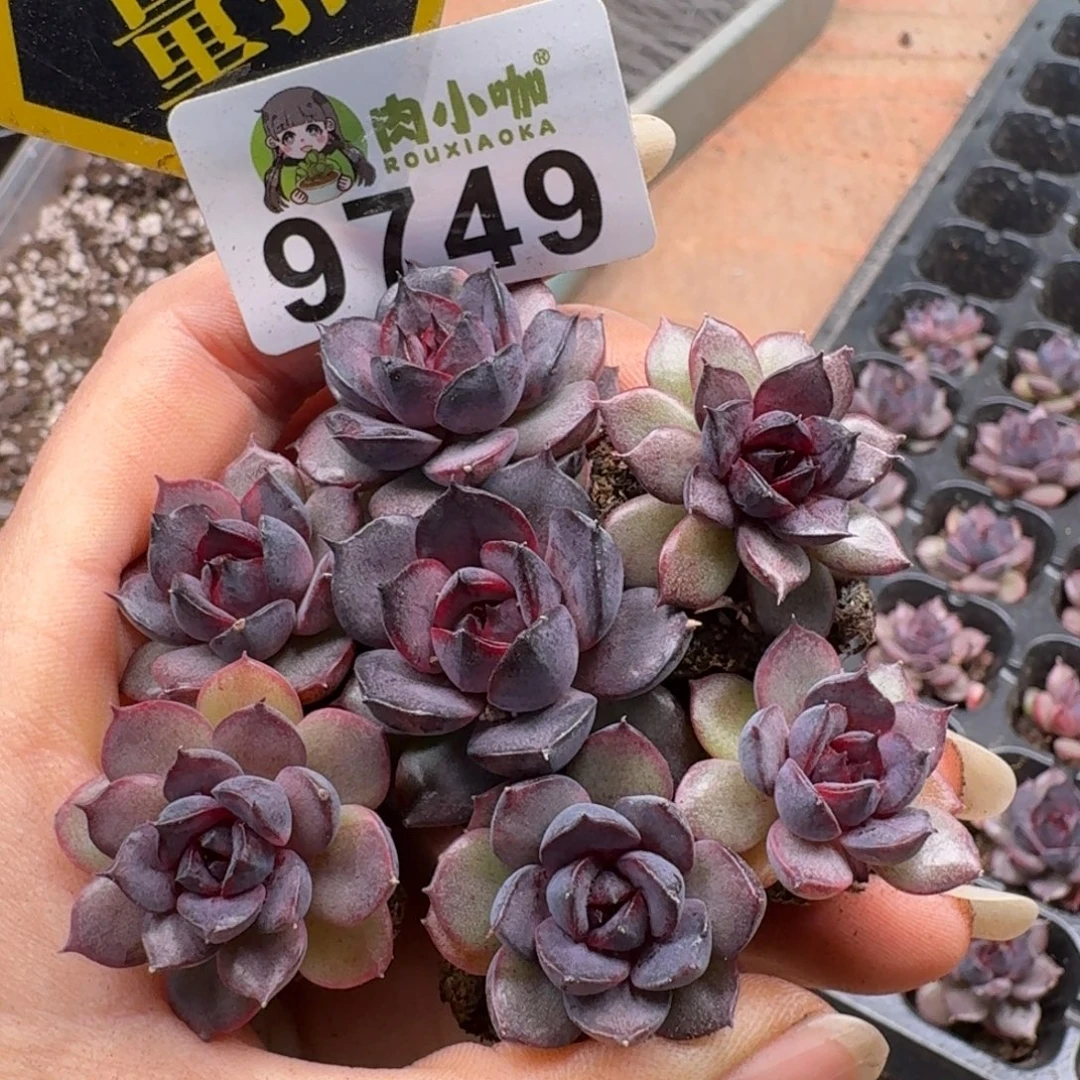 多肉植物多肉植物