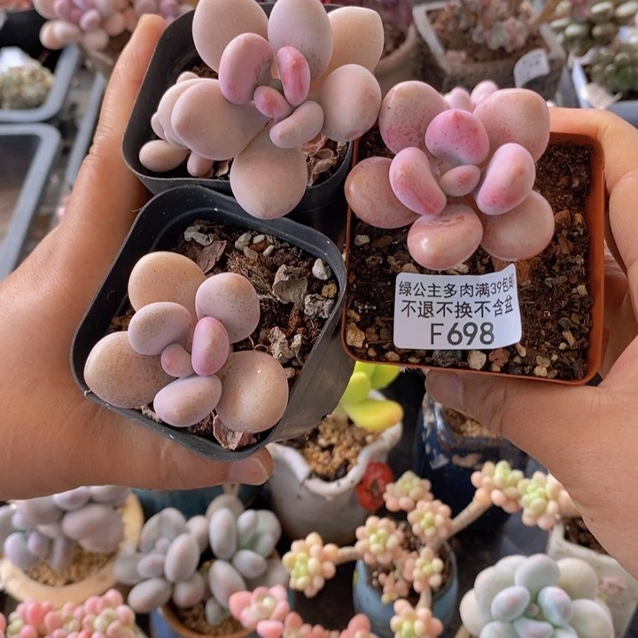桃蛋3棵698多肉植物