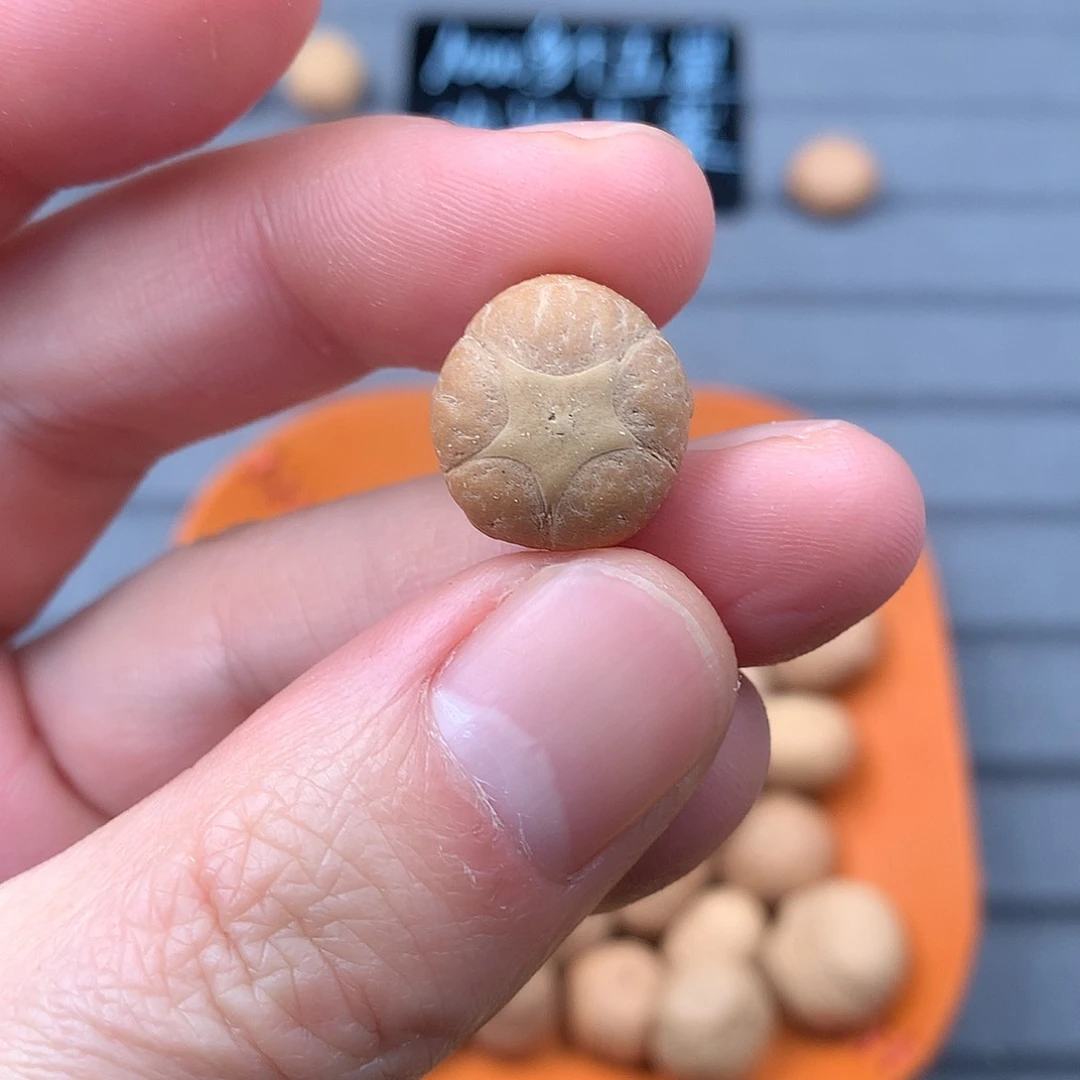 吊坠凤眼菩提15+五星，非质量问题开孔不退