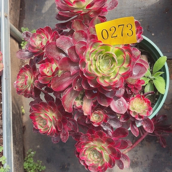 多肉植物冰淇淋的273