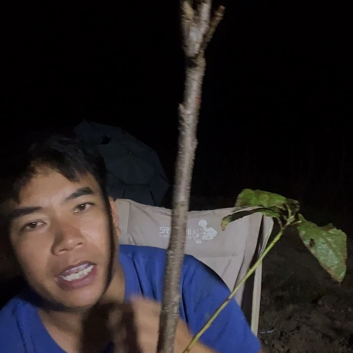 兵***哥当前无花栽培后可以开花60