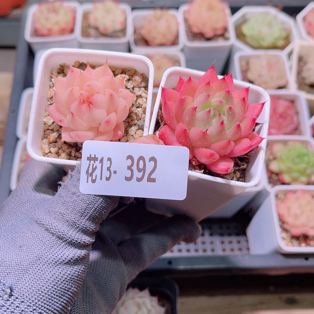 花13-392海王单头2颗