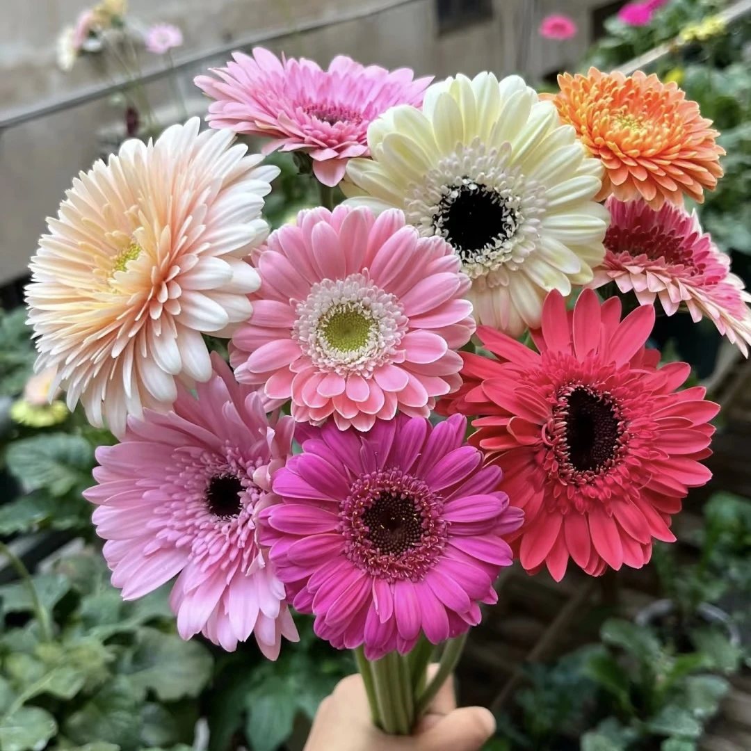 非洲菊 混色（3盆不挑色）爆花花期长室内阳台庭院 云南鲜花绿植