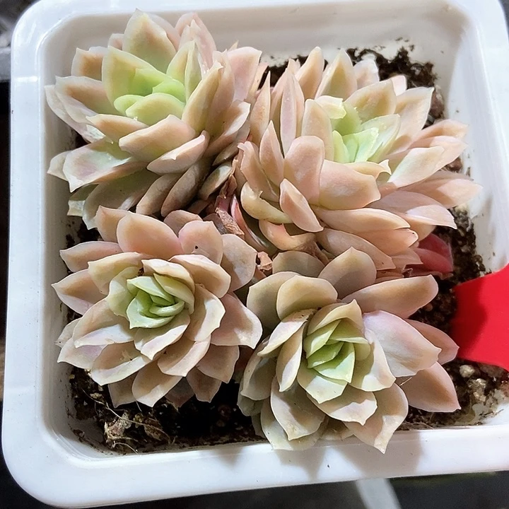 多肉植物冰片锦837