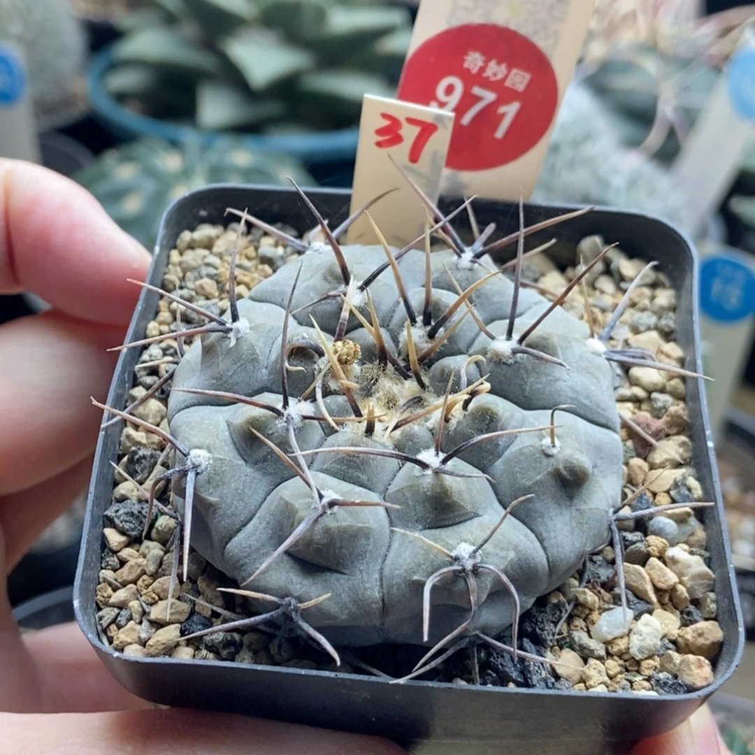 实生上腊黑刺铅皮5cm一棵仙人球