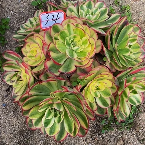 倾城老桩法师法师34链接