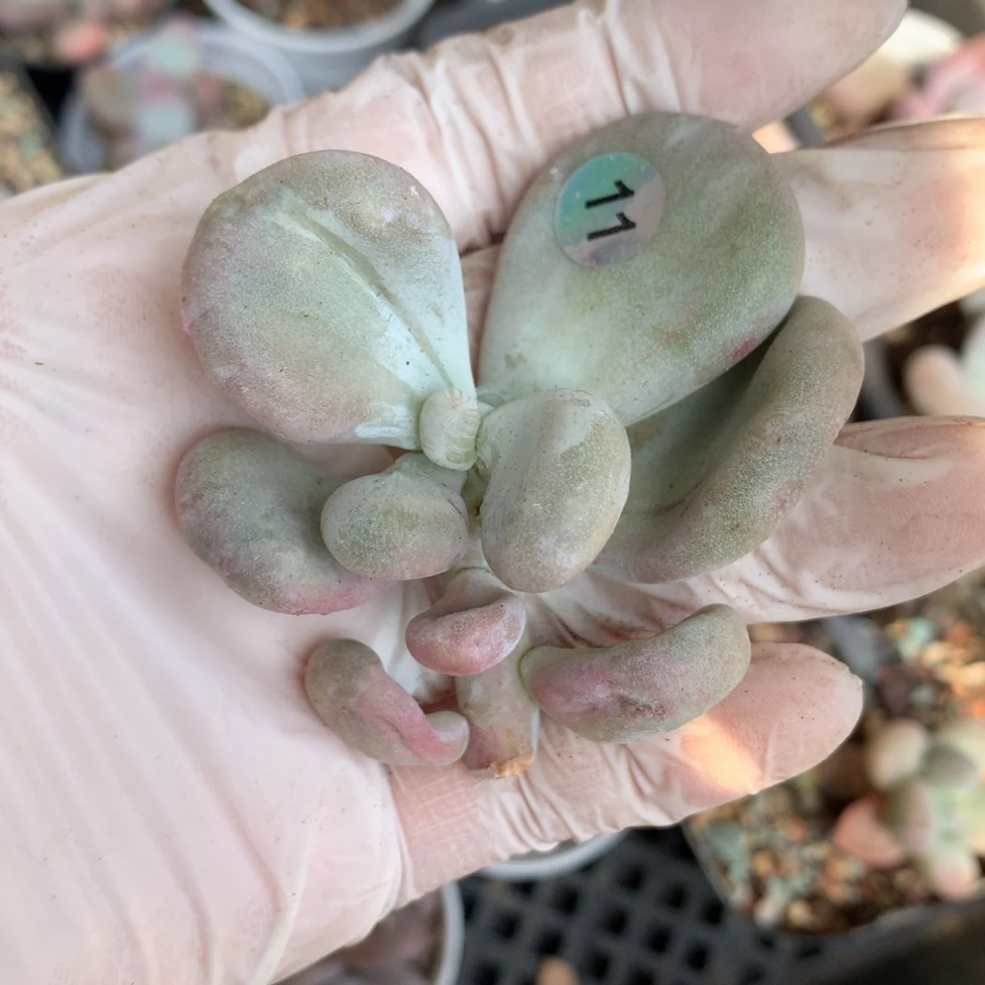 油煎奶酪多肉油煎