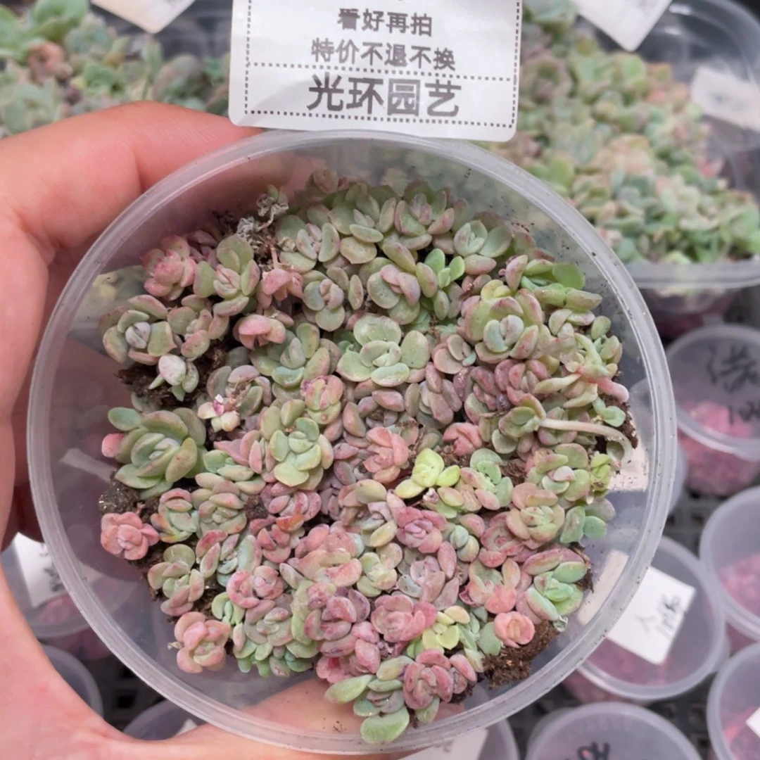 胖宝宝b39播种切糕苗