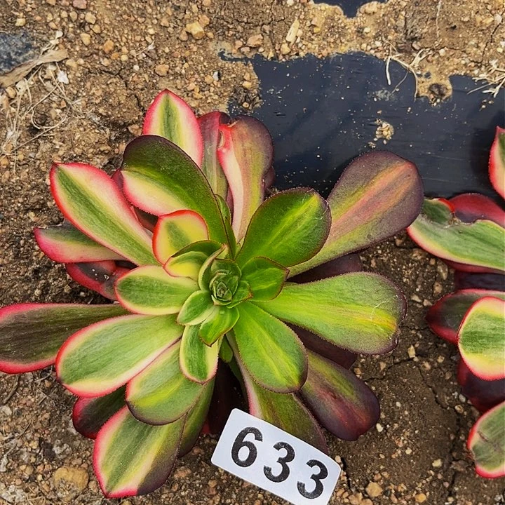 633美杜莎多肉植物处理不售后七彩