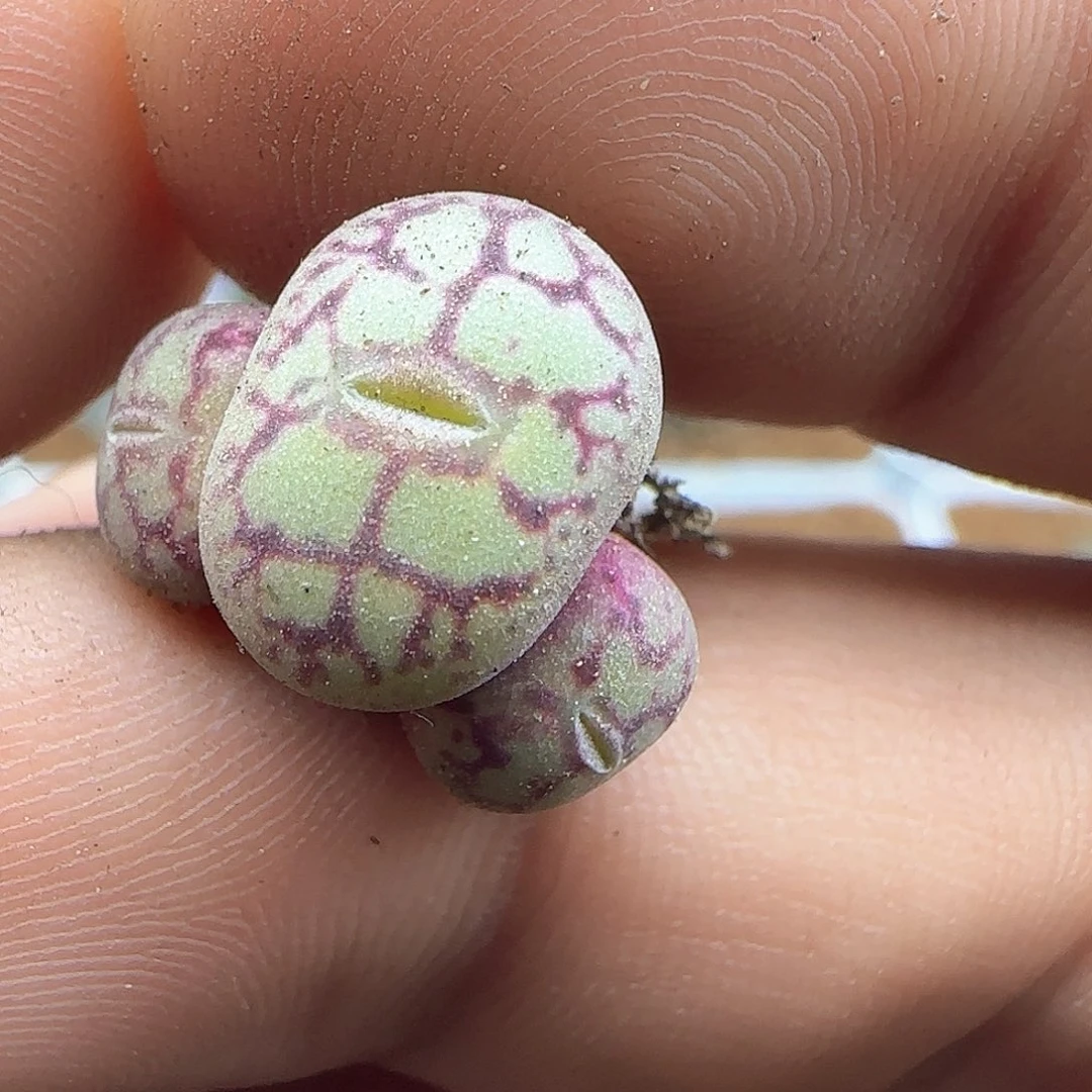 小****员脱土满28包邮24928