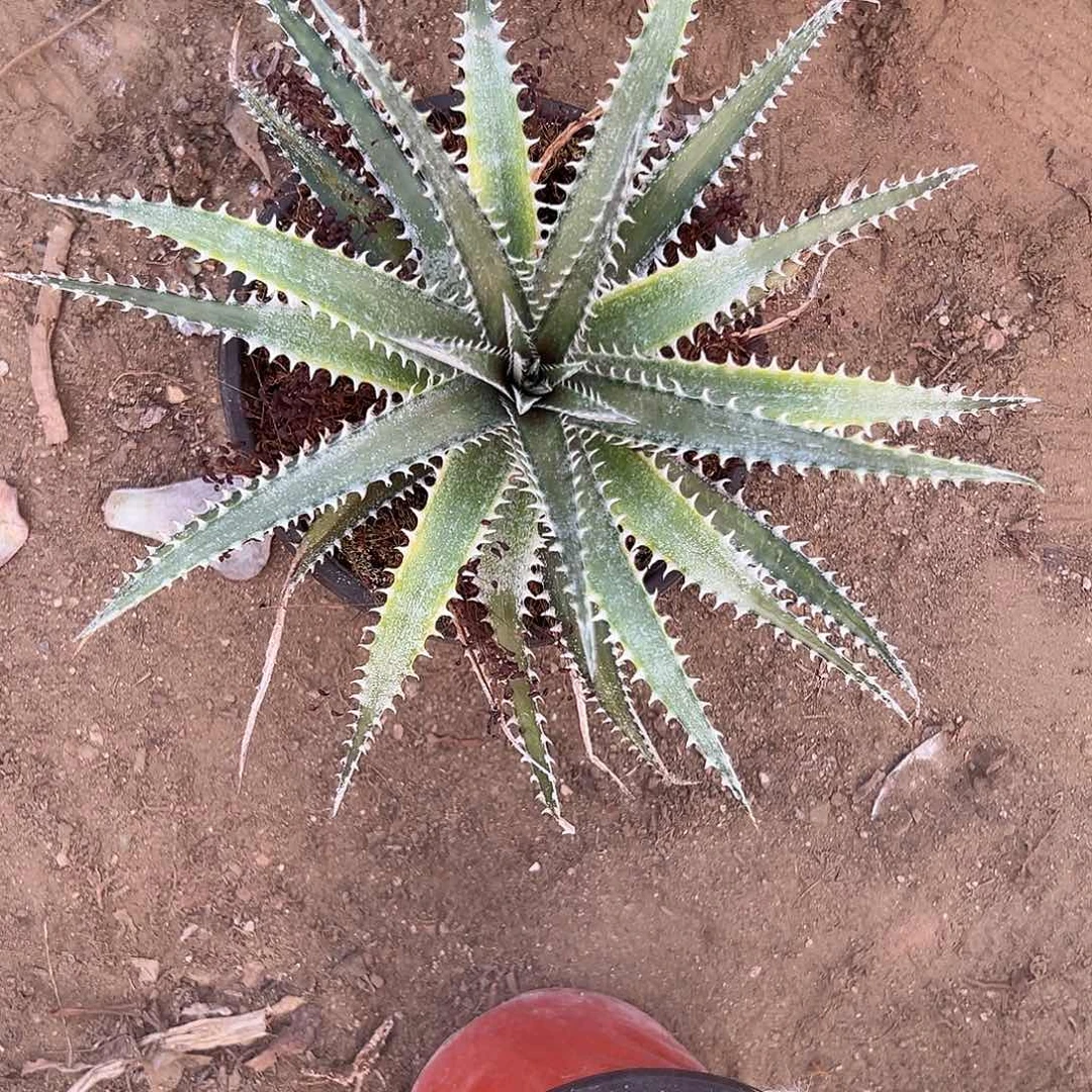 沙漠凤梨海林娜单头