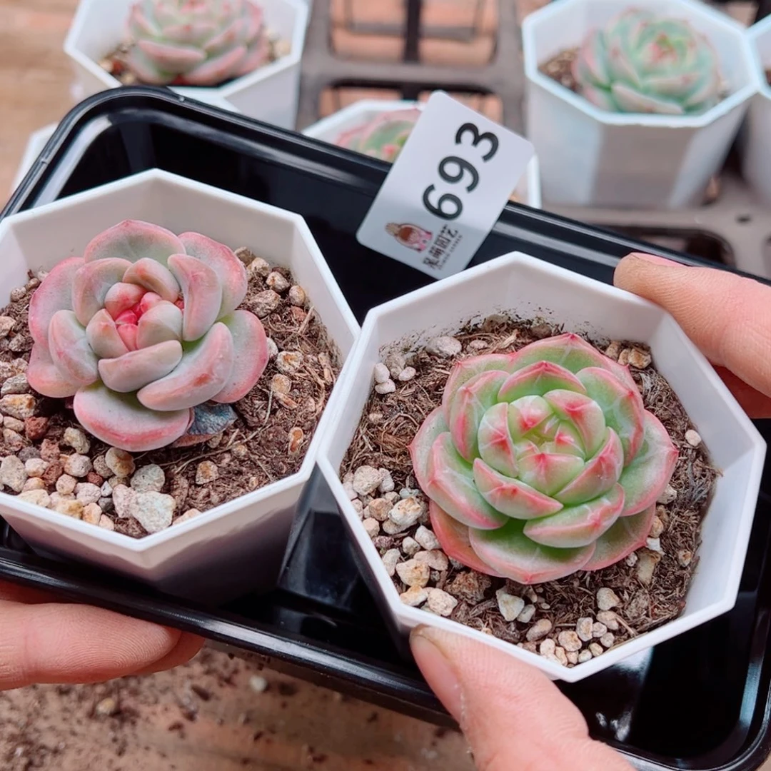 当前无花朵，栽培后可花朵