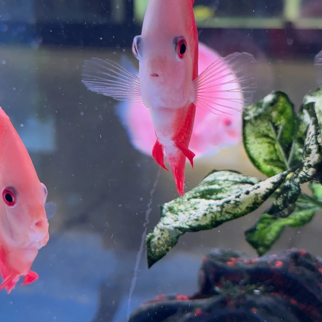 海水七彩神仙鱼红盖子