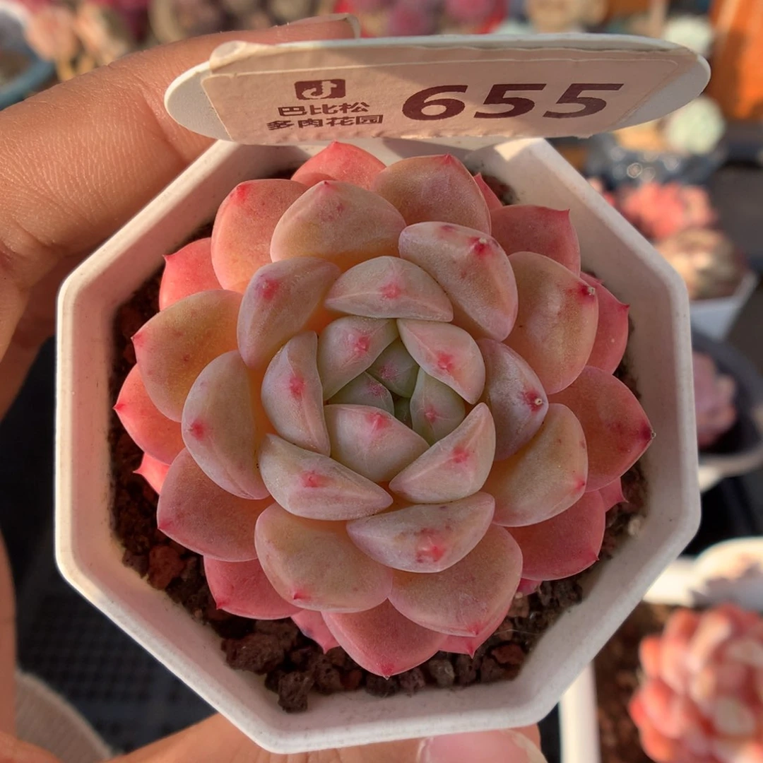 655白月光多肉植物