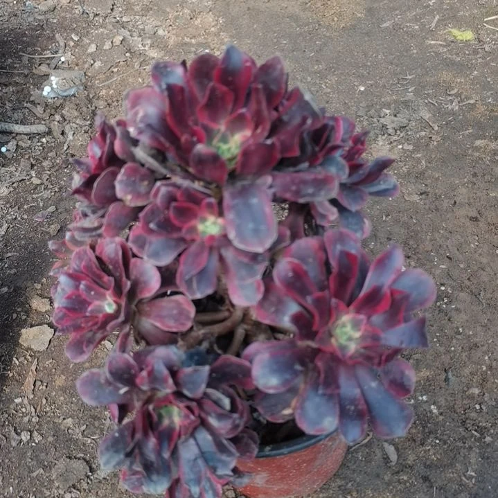 美杜莎法师多肉法师不售后28