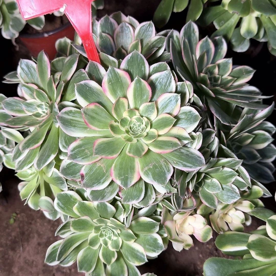 4-888海王多肉法师