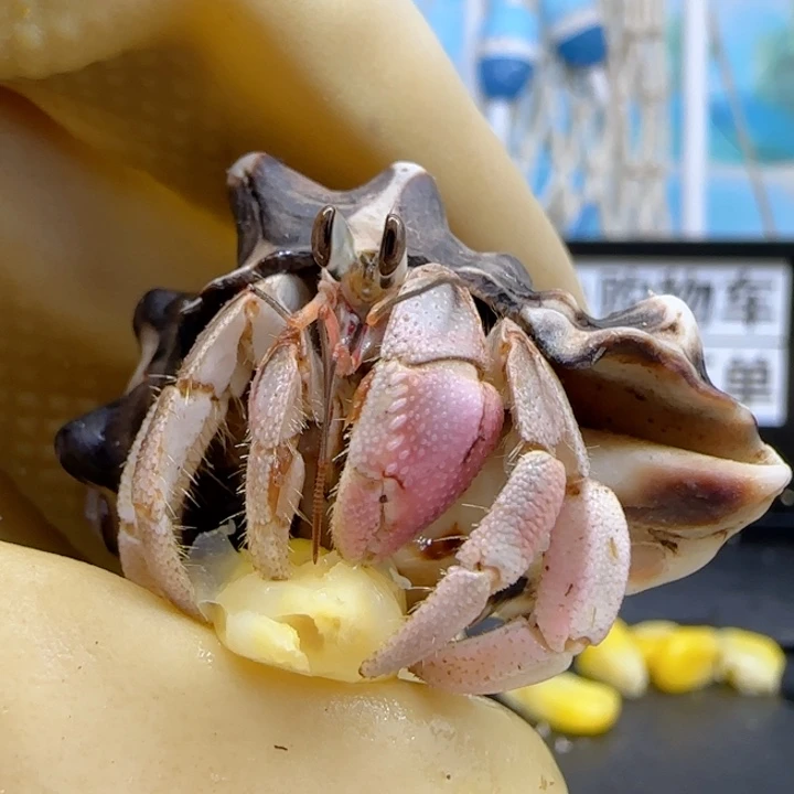 A35蜜桃粉钳 西沙1.6cm口径