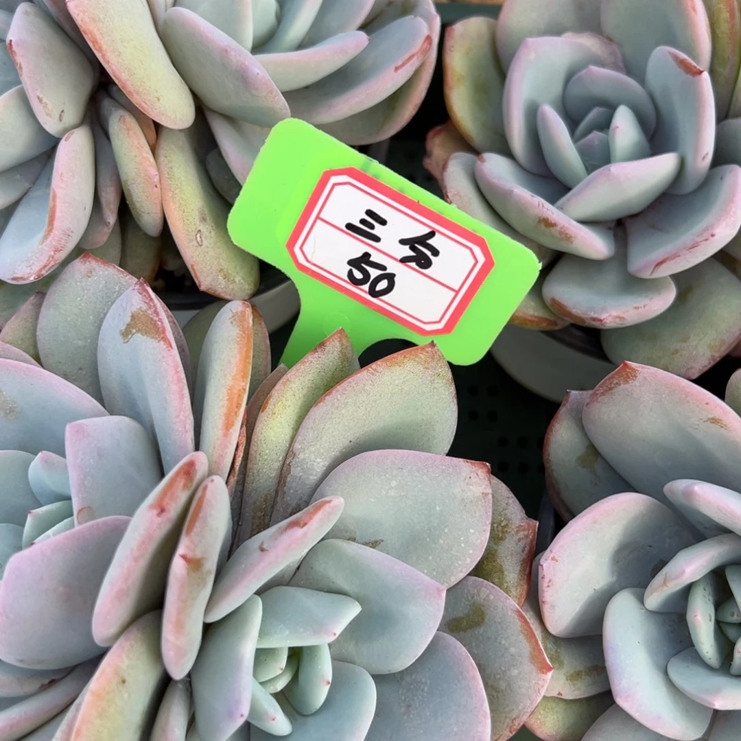 ღ***甜三分50。