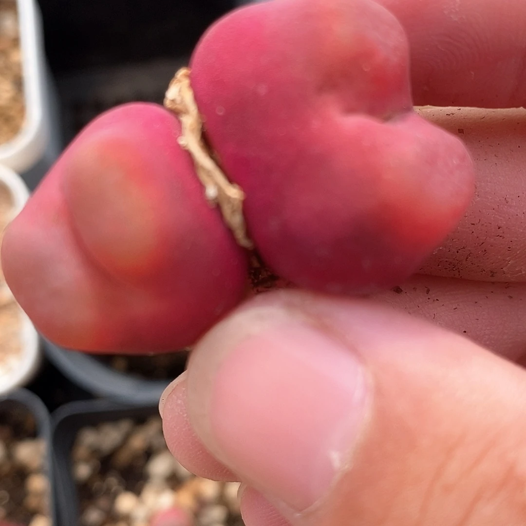 1011一颗一颗一颗