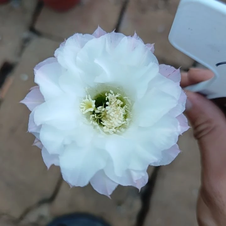 我***豆75号实生彩草，球小瑕疵一物一拍，脱土摘花发货，满20包邮