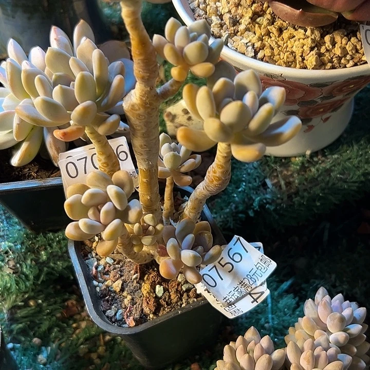 幸运儿的一个小秘密是我