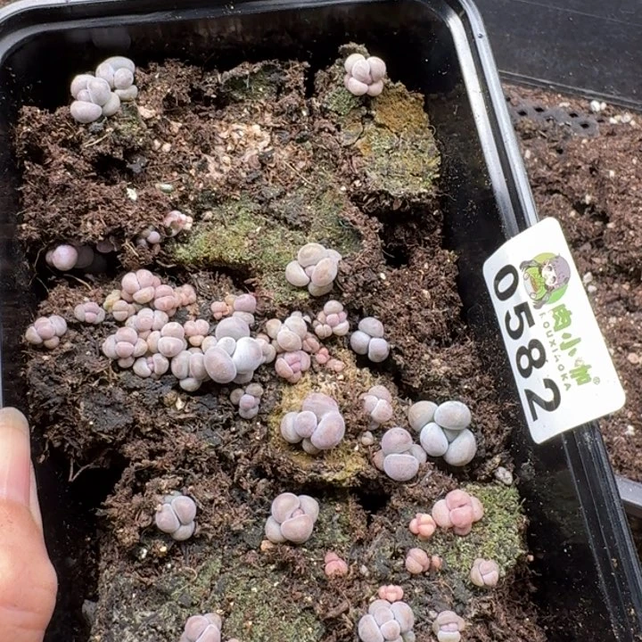 当前无花朵，栽培后可花朵多肉植物多肉植物