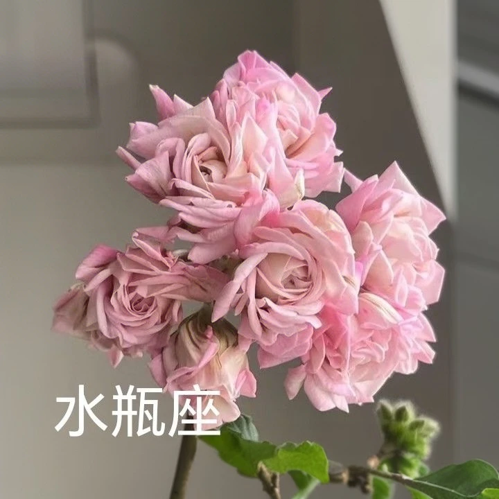 【水瓶座】半兽系重瓣天竺葵