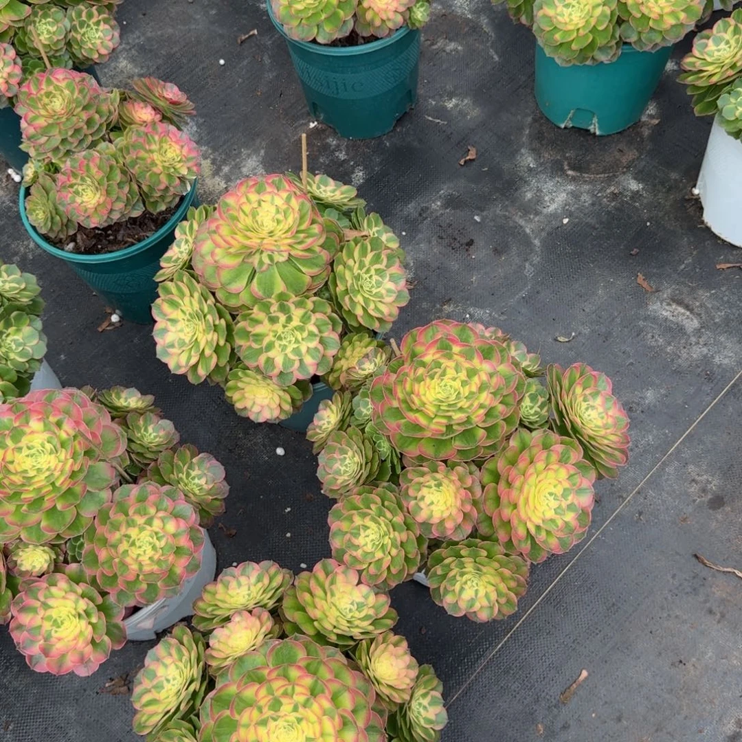 沧***笑多肉植物法师福袋发货