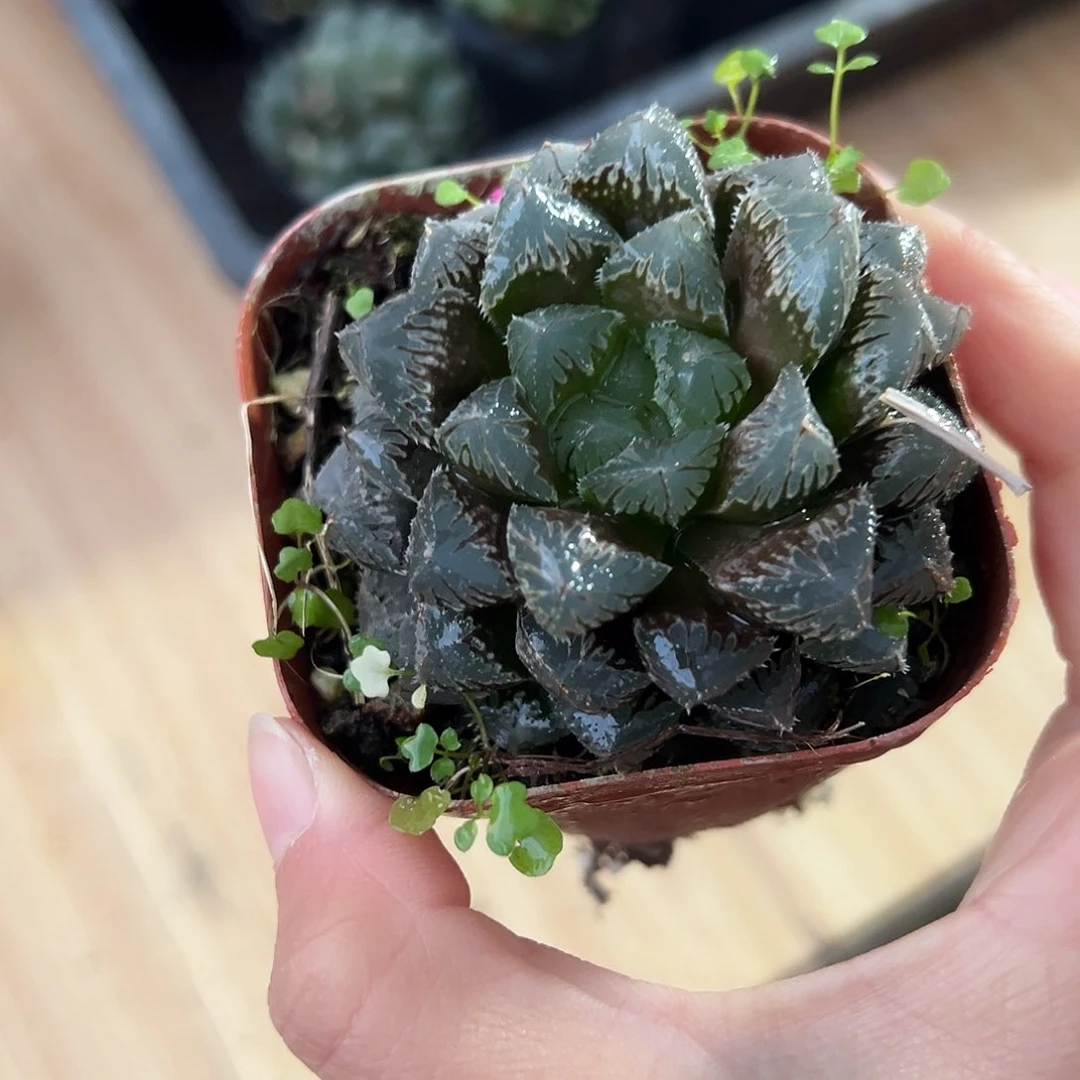 红岩玉露多肉多肉1