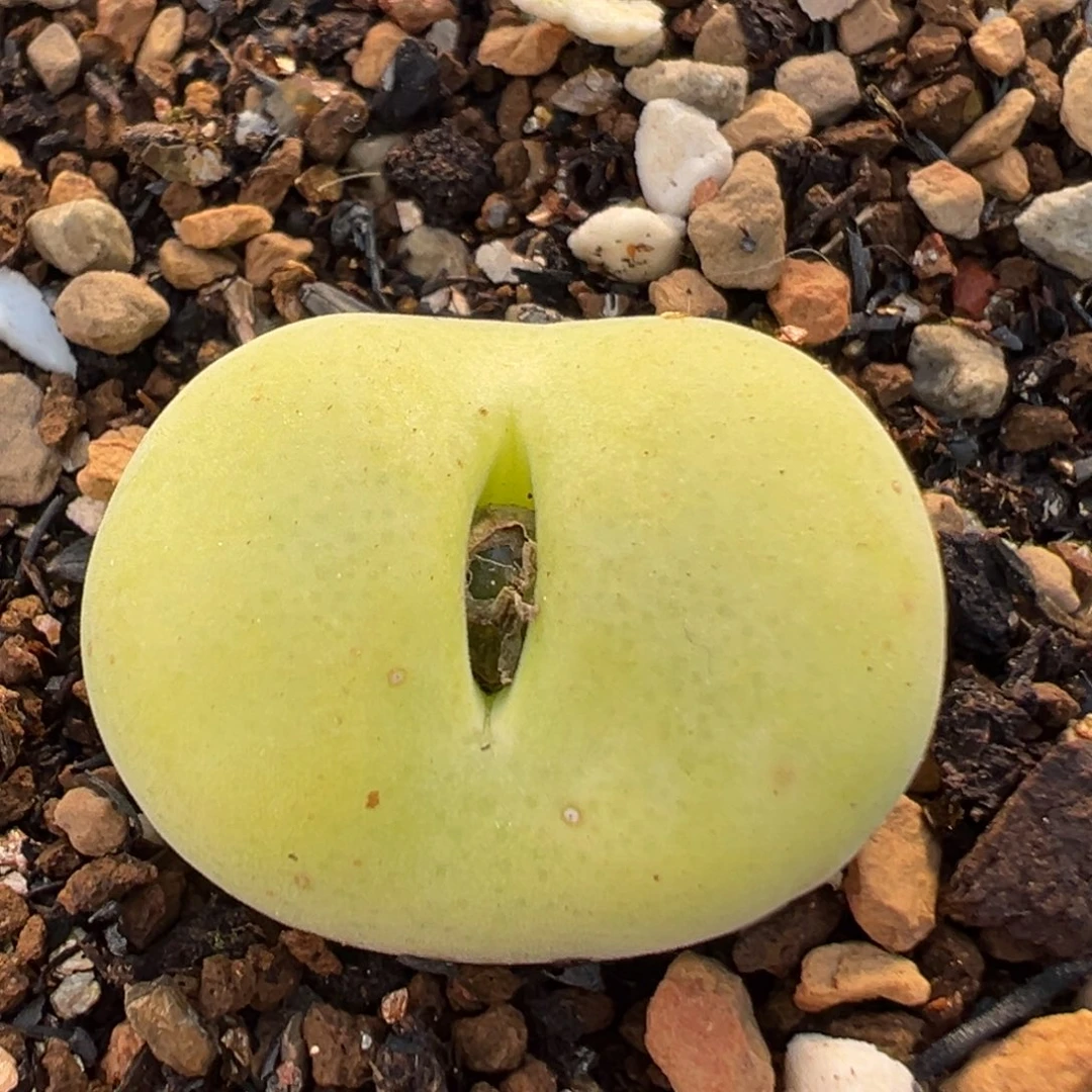 51多肉植物百科植物