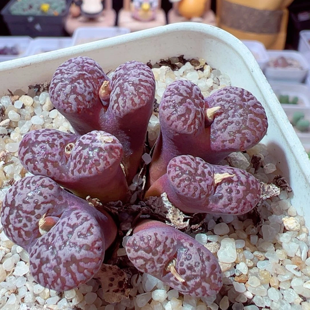 1116-112多肉多肉紫鸟