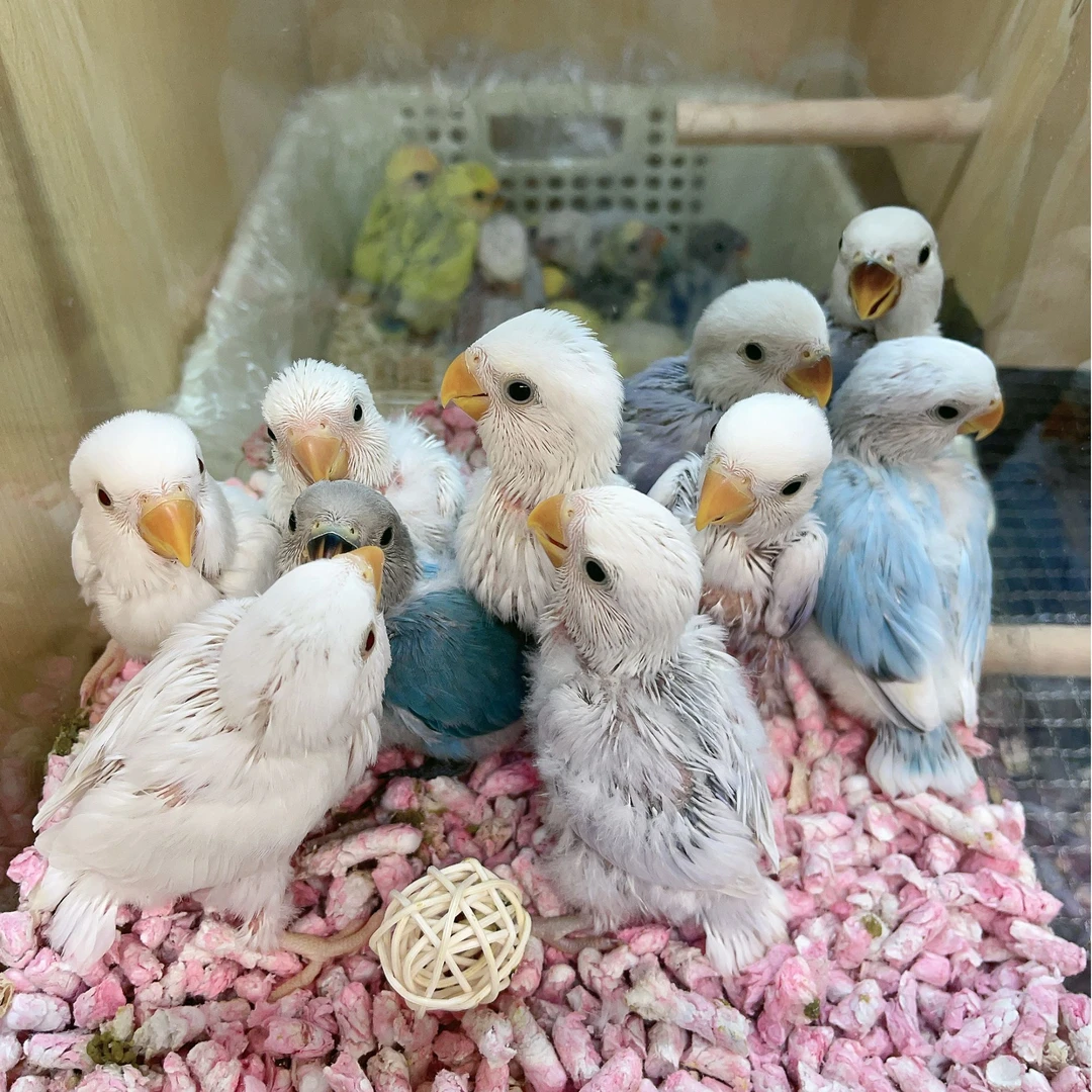 手养牡丹鹦鹉活体幼鸟亲人活泼可爱好喂养直播一物一拍