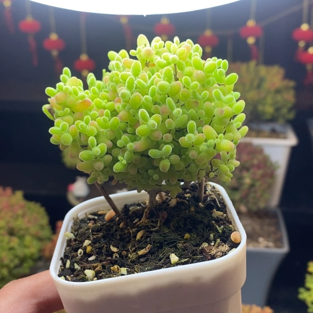 85号蜜橘糖球枝干多肉