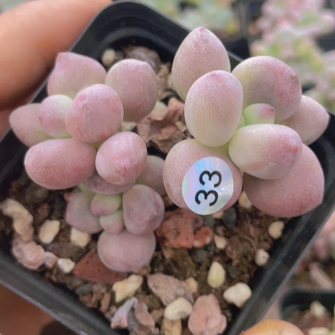 子***陌多肉植物多肉植物
