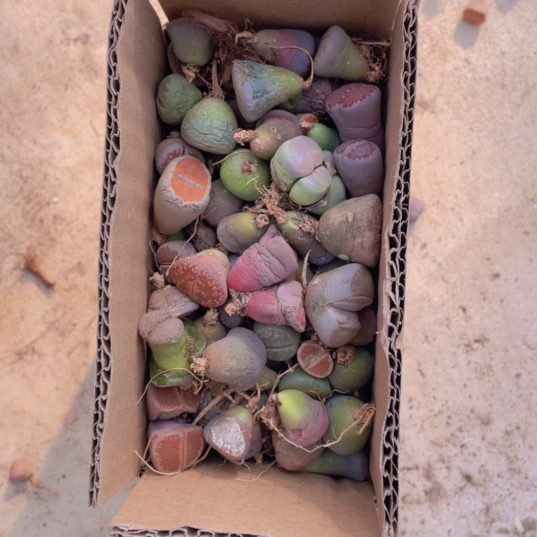 一箱脱土单头88888888808