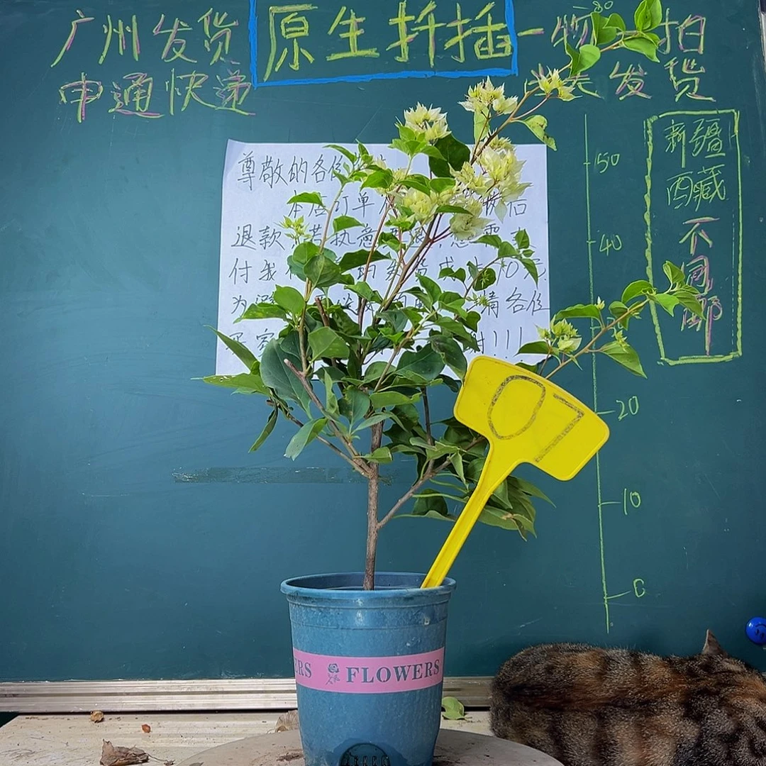 当前无花栽培后可以开花福利 怡锦  07