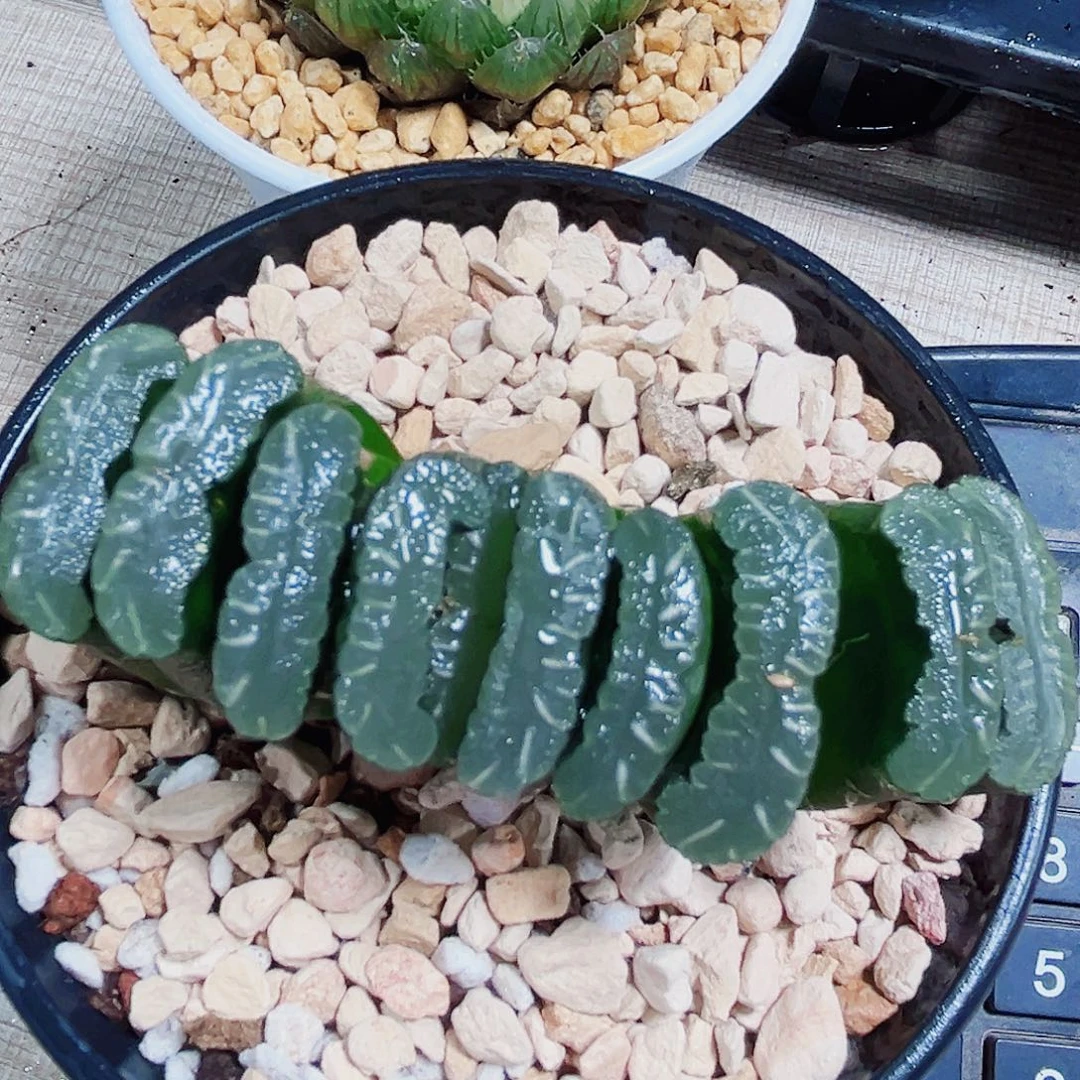 家***宠宝莲灯和玉扇多肉植物6666