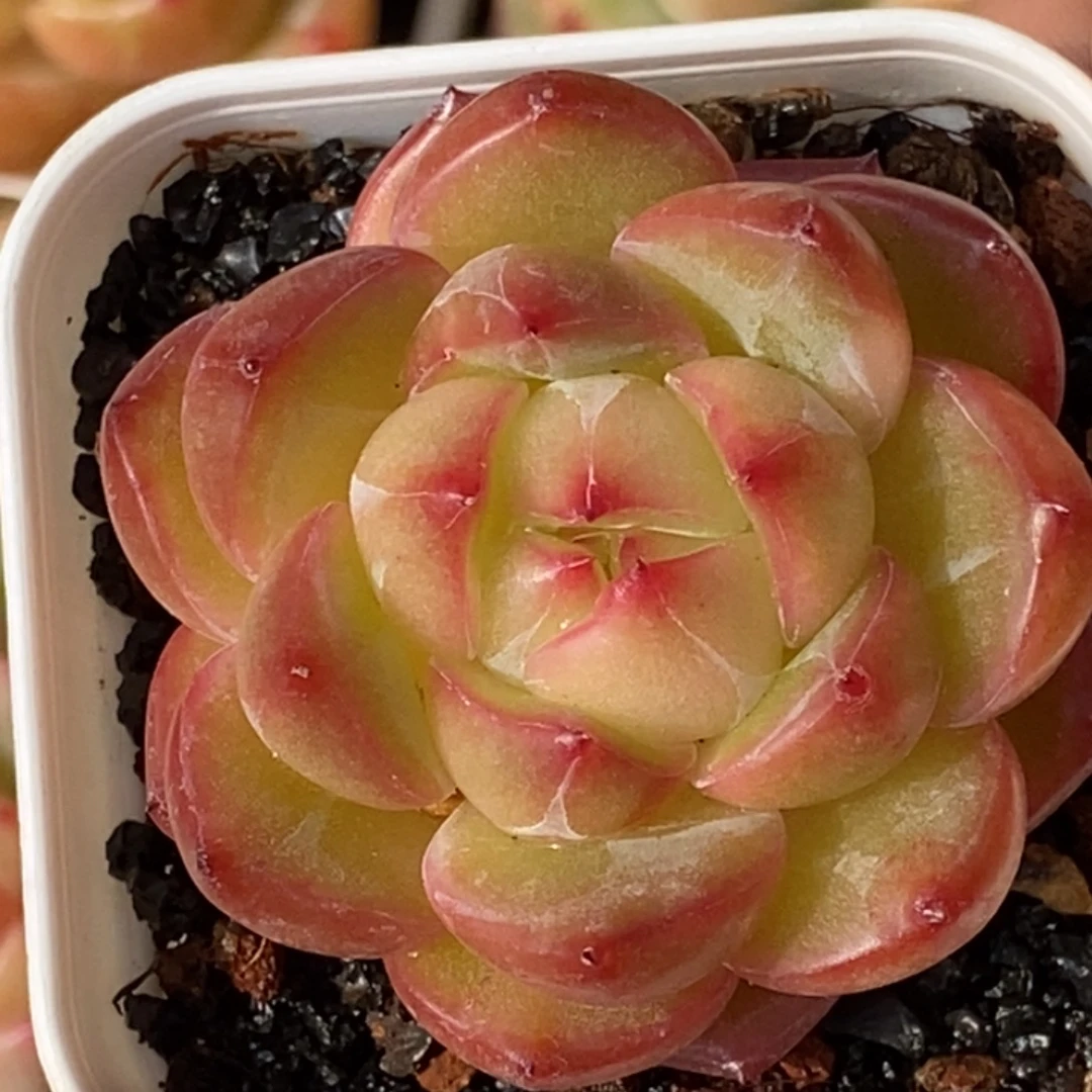 天官赐福百无禁忌