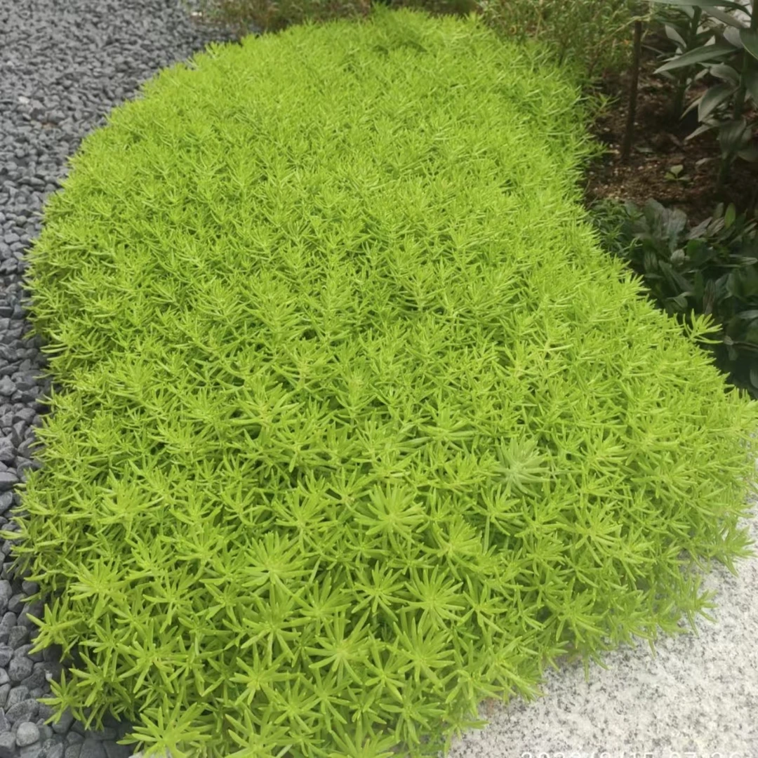 【佛甲草】110口径盆（五盆包邮）耐热开花好看庭院花园生长快