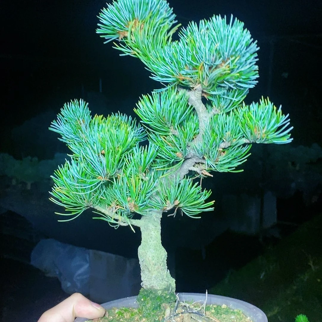 【闪购商品】无花朵