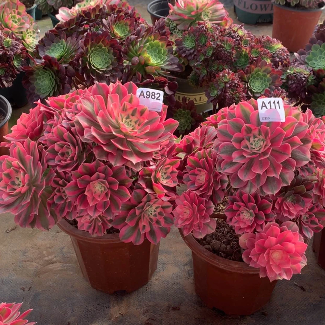 【闪购商品】C*L111.982粉女巫