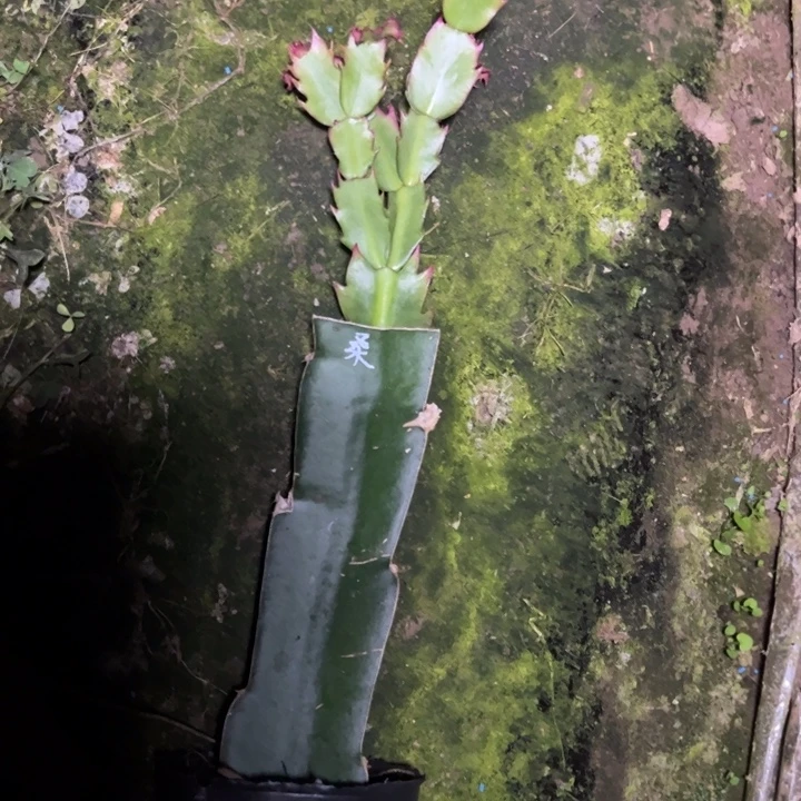 竹***子三角住，小四角枝条