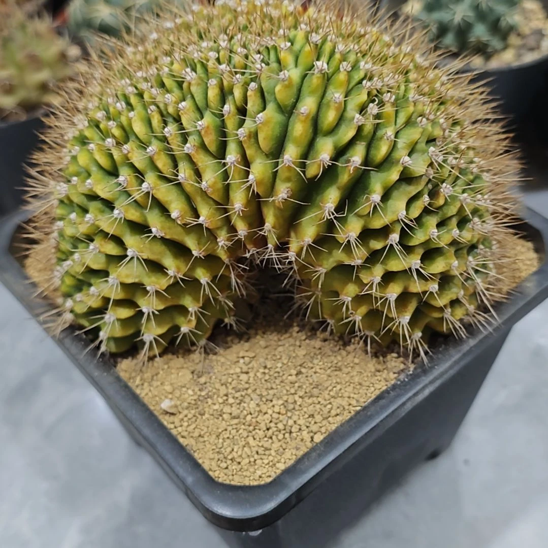 福利实生根翠晃冠缀化