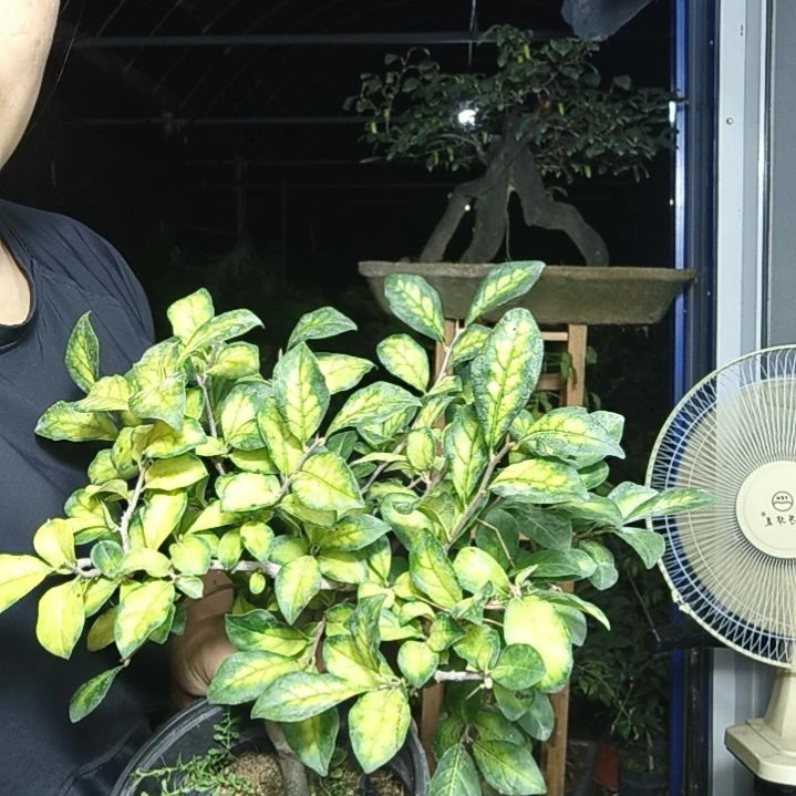 明***好完全开放老鸭柿子