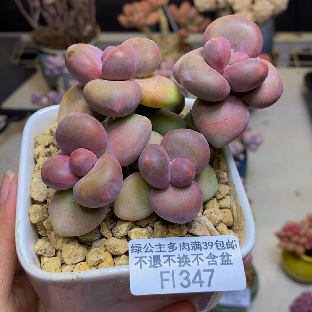 347芒果奶kk奶多肉7cm