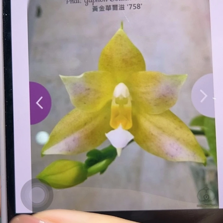 无花朵黄金华尔兹